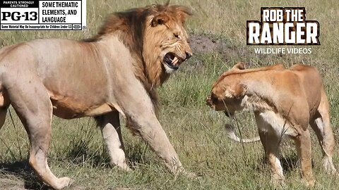 New Lion Cubs Coming? | Maasai Mara Safari | Zebra Plains