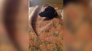 Cute Dog Gets Stuck In A Blanket