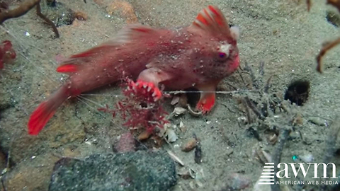 Researchers Make Rare Creature Discovery, Get It On Film For One Of The First Times Ever