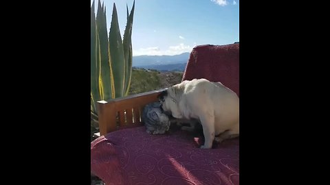 Pug & cat humorously wrestle for favorite chair