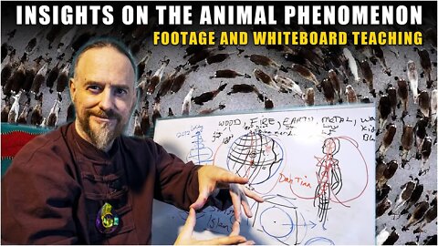 Strange Animal Behaviors all over the Planet ~ Earth Shifts and Ascension : Whiteboard Teaching