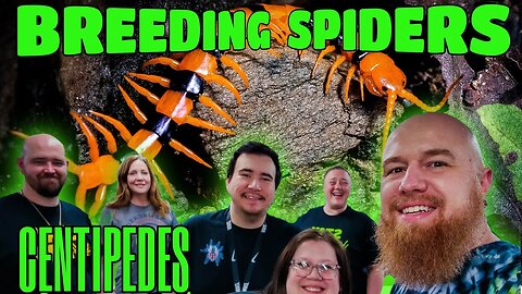 TARANTULA PAIRING & 'PEDE PARTY!