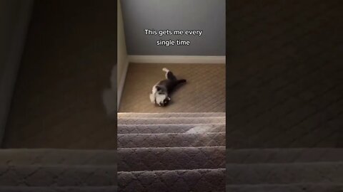 Funniest Dog reaction - This gets me everytime Tiktok #shorts
