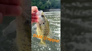 Crappie at the DAM! #creekfishing #creek #crappie #crappiefishing #panfish #panfishing