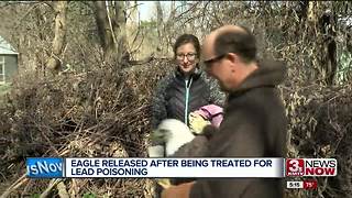 Rehabilitated bald eagle released at Pioneer Trails