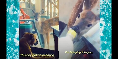 Fawn Comes To Lady's Door Every Morning | The Dodo Little But Fierce