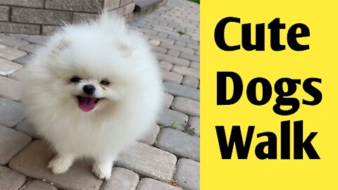 Cute Dogs walk | Funny dogs Walk | White dogs | The dog walking | The dog strong dogs