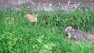 Вислоухая котенок первые увидел кроликов