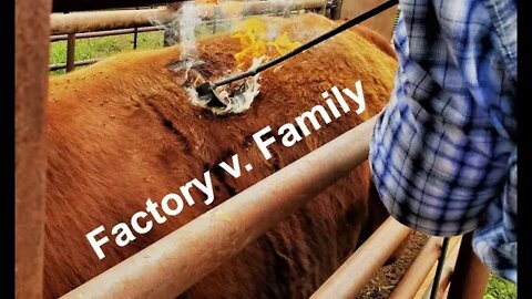 FACTORY Farming or FAMILY Farming? | Ag Labels (In the Chute - Round 101)