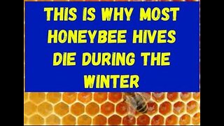 Beekeeping for Beginners | Winter Beekeeping #beekeeping #bee