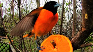 Very simple bird feeder attracts extremely beautiful birds