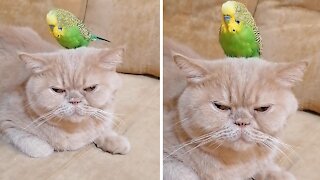 Cat & Parrot Pose For Camera In Funniest Possible Way