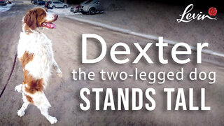 Dexter The Two-Legged Dog Stands Tall