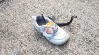 Une fillette trouve un serpent dans sa chaussure