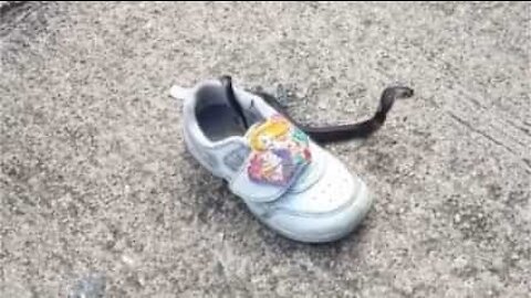 Une fillette trouve un serpent dans sa chaussure