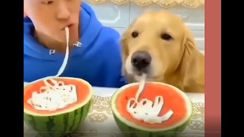 DOG CHALLENGE MAN FOR NOODLE EATING