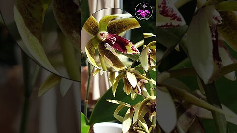 💥 ENDANGERED💥 SAVE this Species! 🙌🏼 Grow Dendrobium munificum SAVE it from Extinction #ninjaorchids