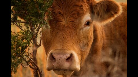 RED HEIFERS ARRIVE IN JERUSALEM- END TIME PROPHECY BEING FUFILLED