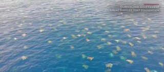 Amazing drone video of 64,000 turtles nesting