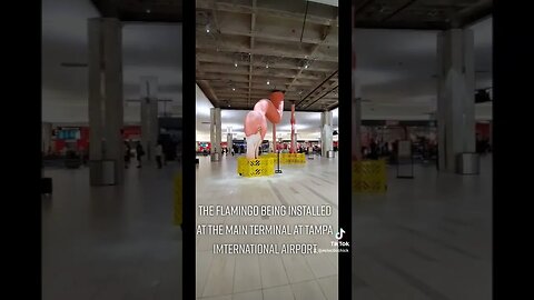 There's a flamingo at Tampa International Airport #florida #tampa #tampainternationalairport