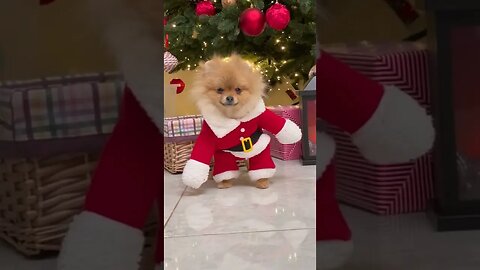 😂 cute dog video 😂, part 111 #shorts