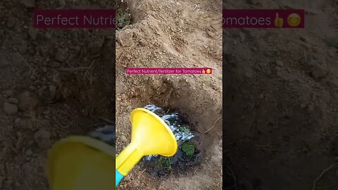 Natural Nutrients I apply before planting TOMATOES | #shorts #short #shortvideo #food #farming #like