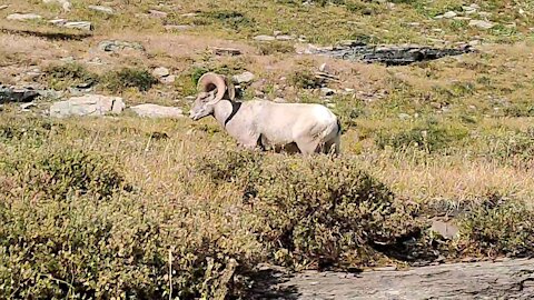 Bighorn Sheep Glacier National Park, Montana