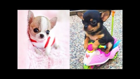 Baby Dogs - Cute and Funny Dog Videos Compilation l Aww Animals