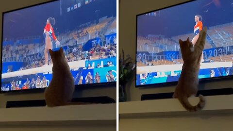Olympics-loving Kitty Gets Mesmerized By Gymnast