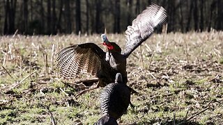 Unbelievable First Morning Turkey Hunt