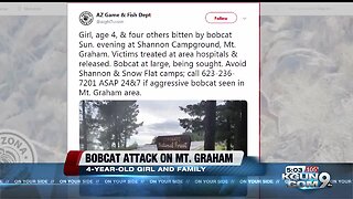 bobcat attack on Mt. Graham