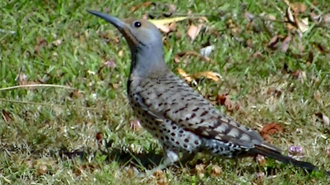 IECV NV #440 - 👀House Sparrows Bathing And Northern Flicker 🐦Eating Ants In The Backyard 🐤7-25-2017
