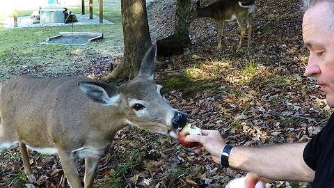 Trusting deer eats an apple from human hands
