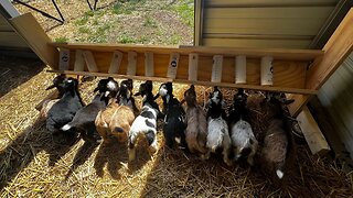 DIY Goat Bottle Rack | Three Little Goats Homestead
