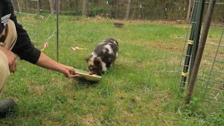 Moving my pigs