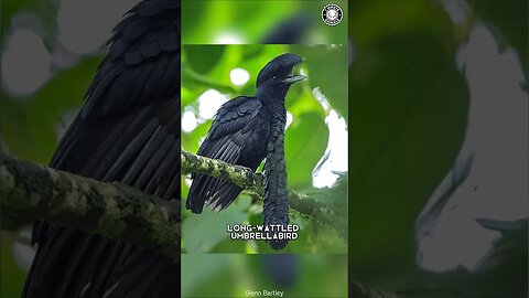 Umbrellabird 🪶 Stunning Feathered Wonder!