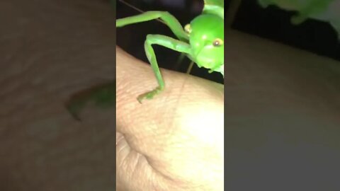 Giant Amazon Katydid