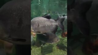 The Giants of the Sea at the Idaho Aquarium