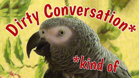 Talking parrot has inappropriate conversation with his owner