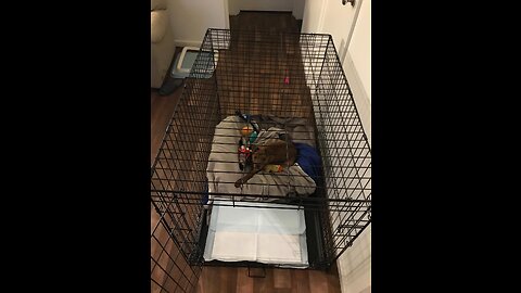 Review MidWest Homes for Pets Newly Enhanced Single & Double Door New World Dog Crate, Includes...