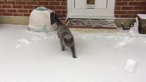 Cat Discovers Snow For The First Time And Absolutely Loves It