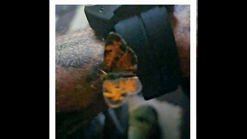 Butterfly Handler..