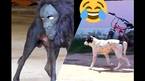 Funny prank 🤪 with dogs|| part2