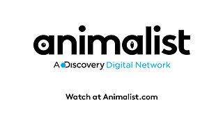 Watch ferociously innocent shows on Animalist!