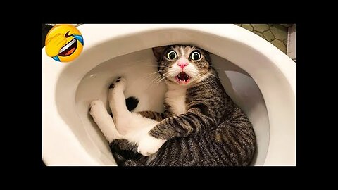 BEST FUNNIEST CATS AND DOGS VIDEOS 2024 😂 | FUNNY ANIMAL VIDEOS
