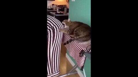 The Funniest Cats And Dogs - Funny Animal Videos