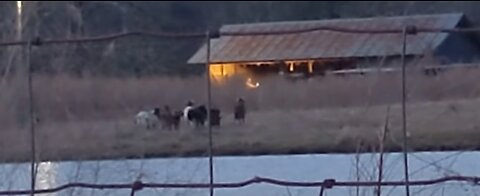 Our Encounter On Video With "Demonic Being" That May Have Slaughtered A Herd Of Goats*Declassified*