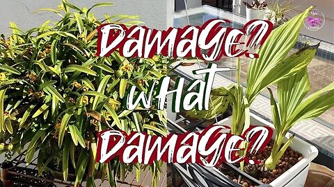 Damage to Outdoor Orchids after 10 Days of Extreme Low Temperatures #winter #ninjaorchids