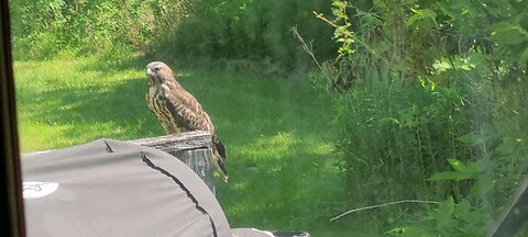 Hawk On Our Back Deck 6-16-24