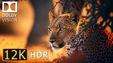 12K HDR 60fps Dolby Vision | Wildlife Of Africa 12K - Scenic Wildlife Film With Calming Music